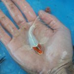فروش انواع بچه ماهی گرمابی کپور و آمور