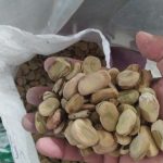 فروش ویژه باقلا سبزو خشک به صورت عمده و خرده