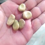 فروش ویژه باقلا سبزو خشک به صورت عمده و خرده