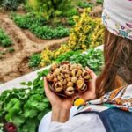 انجیر تازه و درجه یک استهبان