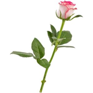 تیزر خانم جوان