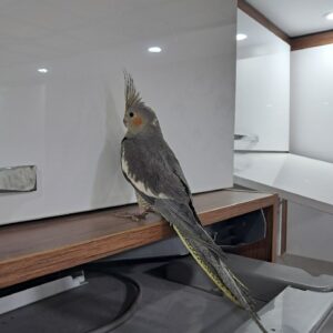 عروس هلندی سخن گو رام دستی