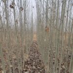 فروش نهال صنبور و کبوده در سایز های مختلف به قیمت عمده