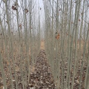 فروش نهال صنبور و کبوده در سایز های مختلف به قیمت عمده