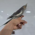 عروس هلندی سخن گو رام دستی