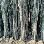 فروش نهال صنبور و کبوده در سایز های مختلف به قیمت عمده