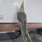 عروس هلندی سخن گو رام دستی