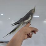 عروس هلندی سخن گو رام دستی