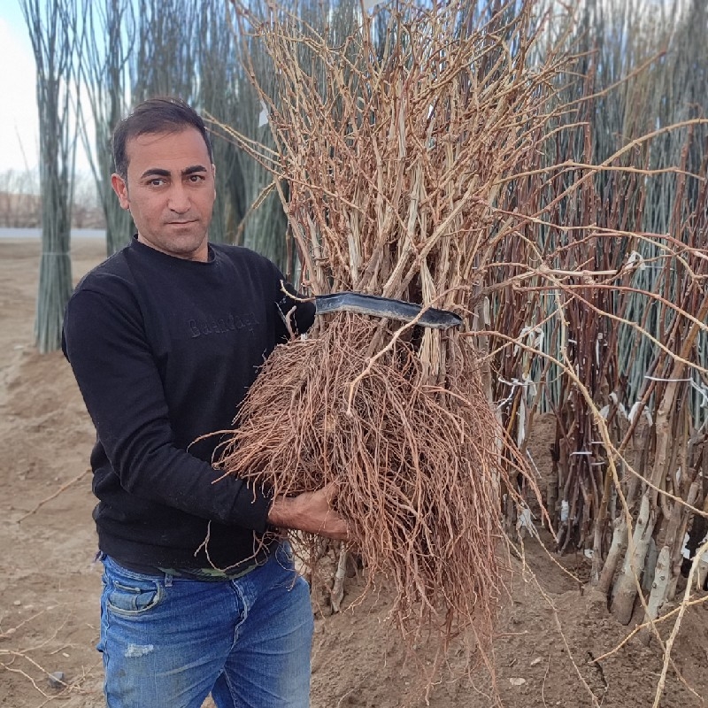 نهال دوساله انگور سفید بیدانه