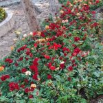 خدمات باغبانی هرسکاری گلکاری متخصص خاک گلدون درسراسر تهران