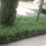 خدمات باغبانی هرسکاری گلکاری متخصص خاک گلدون درسراسر تهران