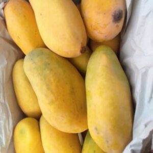 فروش انبه محلی وپاکستانی زرد رسیده درجه ۱