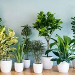 خدمات باغبانی هرسکاری گلکاری متخصص خاک گلدون درسراسر تهران
