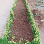 خدمات باغبانی هرسکاری گلکاری متخصص خاک گلدون درسراسر تهران