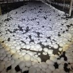 فروش قارچ لوکس چینش هر روز ۱ تن