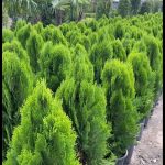 گل و گیاه تزعینی نقد و اقساط