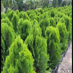 گل و گیاه تزعینی نقد و اقساط