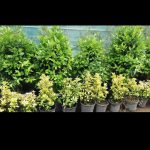 گل و گیاه تزعینی نقد و اقساط