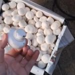 فروش قارچ لوکس چینش هر روز ۱ تن