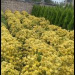 گل و گیاه تزعینی نقد و اقساط