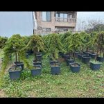 گل و گیاه تزعینی نقد و اقساط